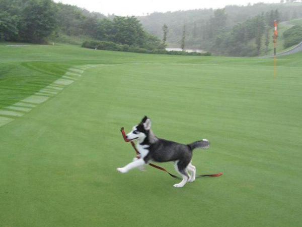 1683889433156856.jpg 狗牙根12_副本.jpg