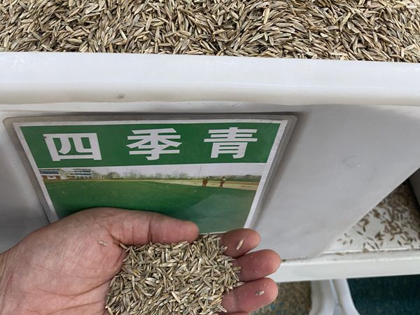 1685099816919275.jpg 種子8.jpg