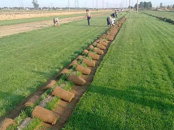 1685099900985379.jpg 高羊茅_副本.jpg