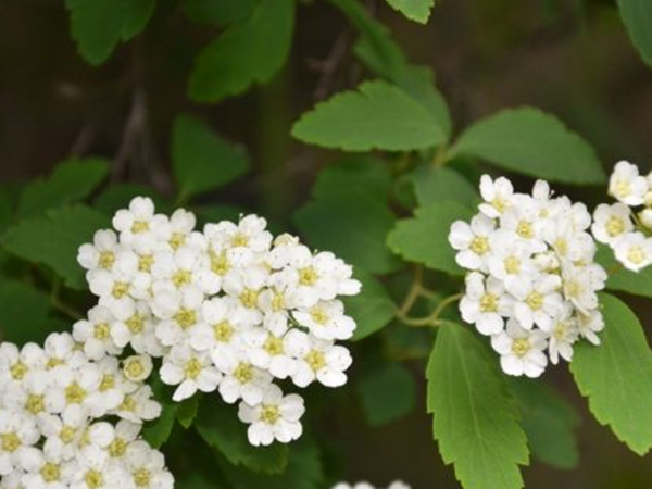 1686124689744487.png 珍珠梅.png