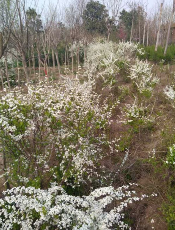 1686125070863749.png 珍珠梅2.png