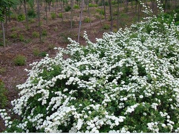 1686125238639698.png 珍珠梅1.png