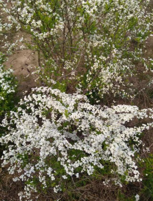 1686125468623040.png 珍珠梅4.png