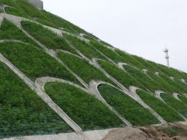 1686372420282357.jpg 紫穗槐15.jpg