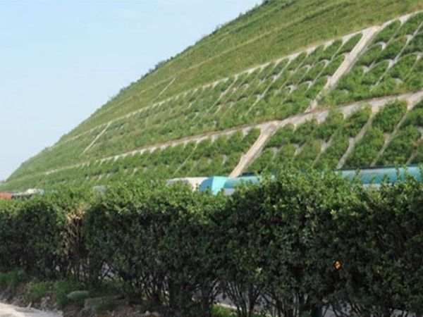 1686372443127262.jpg 紫穗槐16.jpg