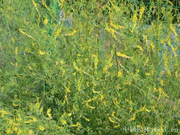 1686381426199218.jpg 草木犀2.jpg