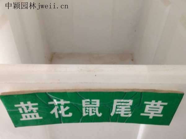 1688459293951114.jpg 藍花鼠尾草.jpg