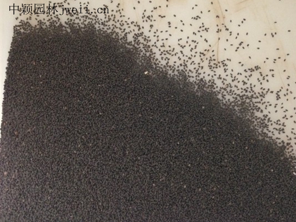 1688459298215457.jpg 藍花鼠尾草1.jpg