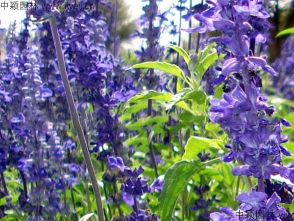 1688459310333266.jpg 藍花鼠尾草3.jpg