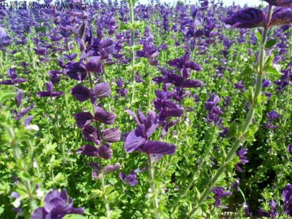 1688459315285221.jpg 藍花鼠尾草4.jpg