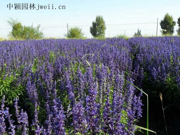 1688459323433571.jpg 230200Kc-12.jpg