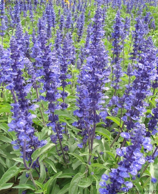 1688459343425071.jpg 藍花鼠尾草6.jpg