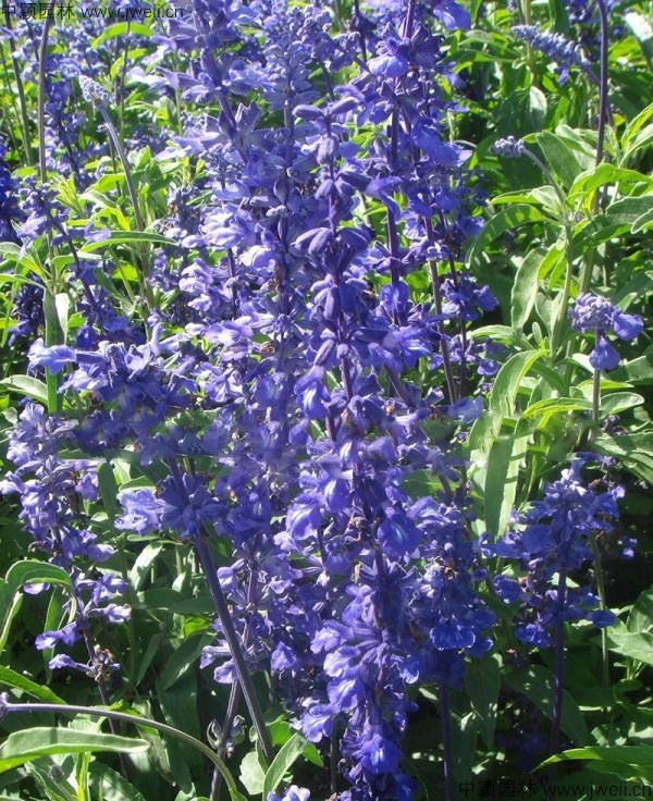 1688459349168029.jpg 藍花鼠尾草2.jpg