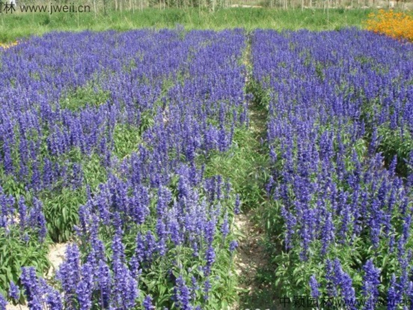 1688459390129653.jpg 藍花鼠尾草19.jpg