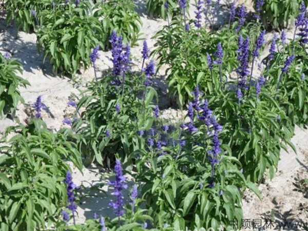 1688459402780059.jpg 藍花鼠尾草12.jpg