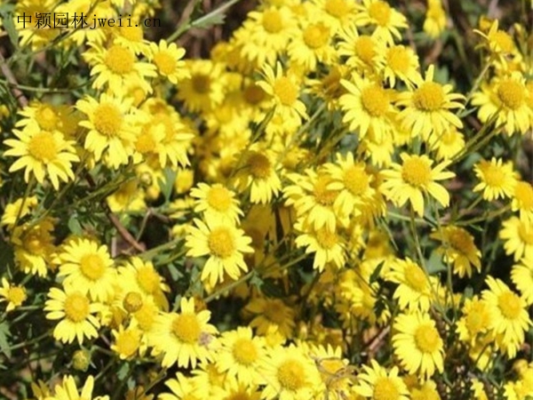 黃菊花1.jpg