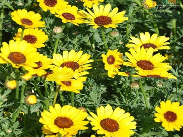 1690540292693612.jpg 茼蒿菊5.jpg