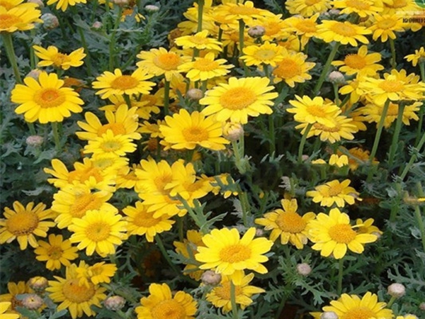 1690540303342960.jpg 茼蒿菊3.jpg