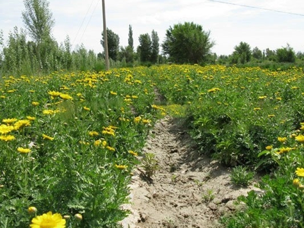 1690540315153371.jpg 茼蒿菊4.jpg