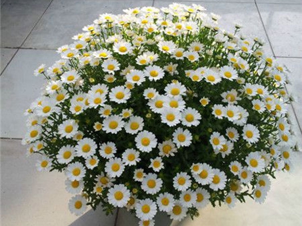 1690540328509194.jpg 茼蒿菊6.jpg