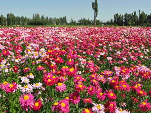 1690540337451515.jpg 茼蒿菊7.jpg