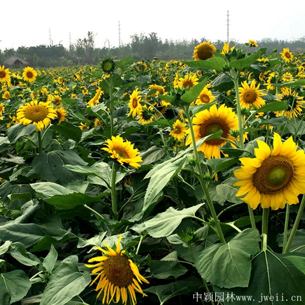 1692430169127244.jpg 1649254183386697.jpg