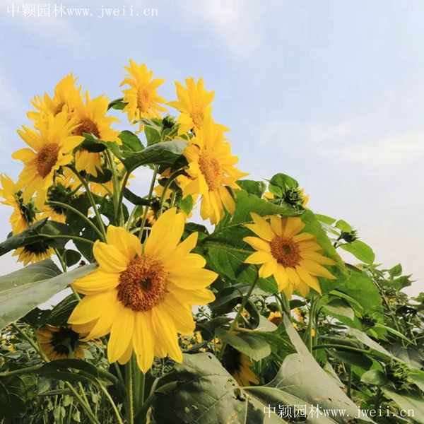 1692430186156895.jpg 1649254190479555.jpg