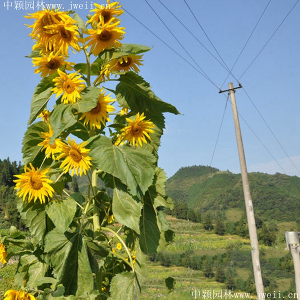 1692430192883511.jpg 1649254166204377.jpg