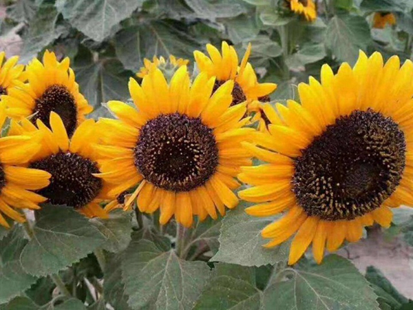 1692430200174592.jpg 1649936865483250.jpg