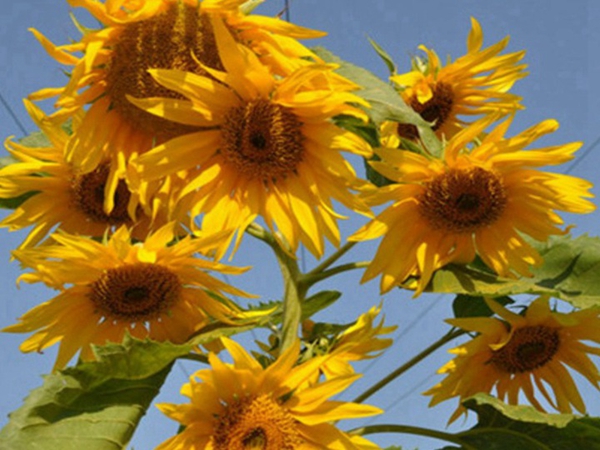 1692430229422043.jpg 1649940956554871.jpg