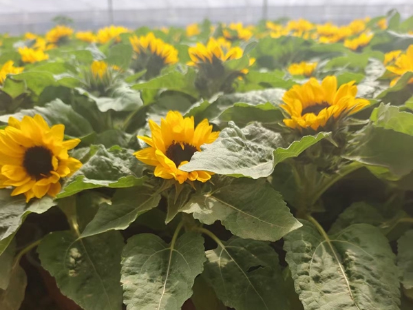 1692430242898909.jpg 向日葵5.jpg