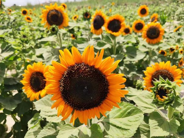 1692431868249162.jpg 野花組合15.jpg