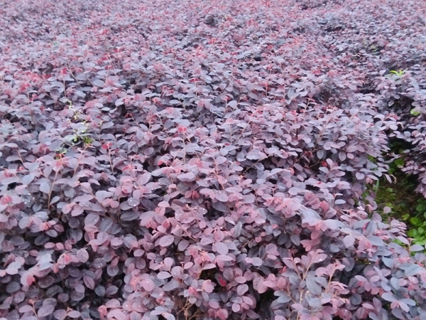 紅葉小檗.jpg