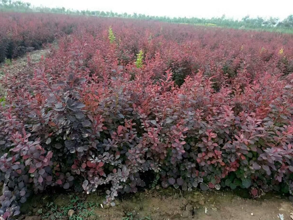 紅葉小檗17.jpg