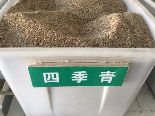 1694163885159744.jpg 四季青草種子.jpg